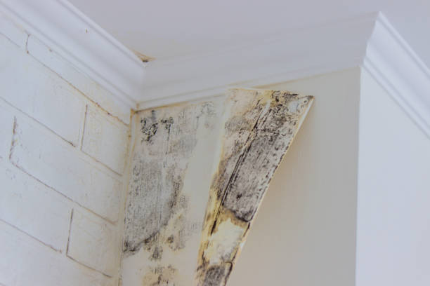 Best Emergency Mold Remediation  in Yuc Valley, CA